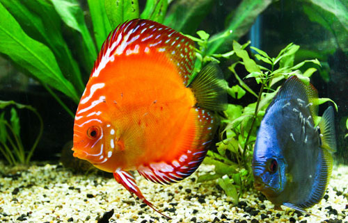 居家养鱼风水讲求，怎么养鱼招财气？