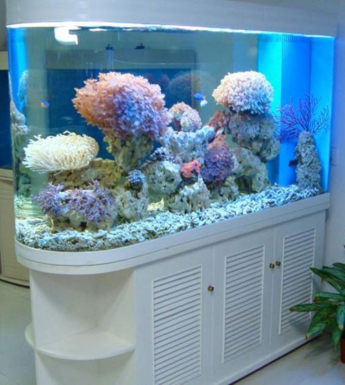 居家养鱼风水讲求，怎么养鱼招财气？