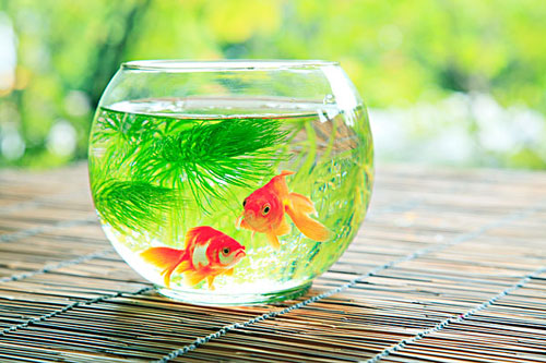 居家养鱼风水讲求，怎么养鱼招财气？
